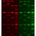 Informe Comparativo Seguridad de uso y sensibilidad de Gel Red/Green con otros productos competitivos del mercado